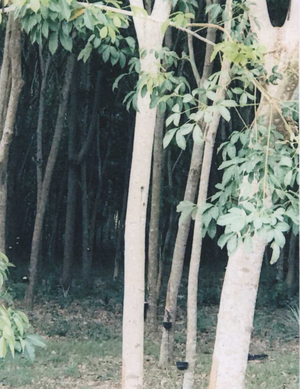 Residential land/lot Pattani Sai Buri Lahan 151630