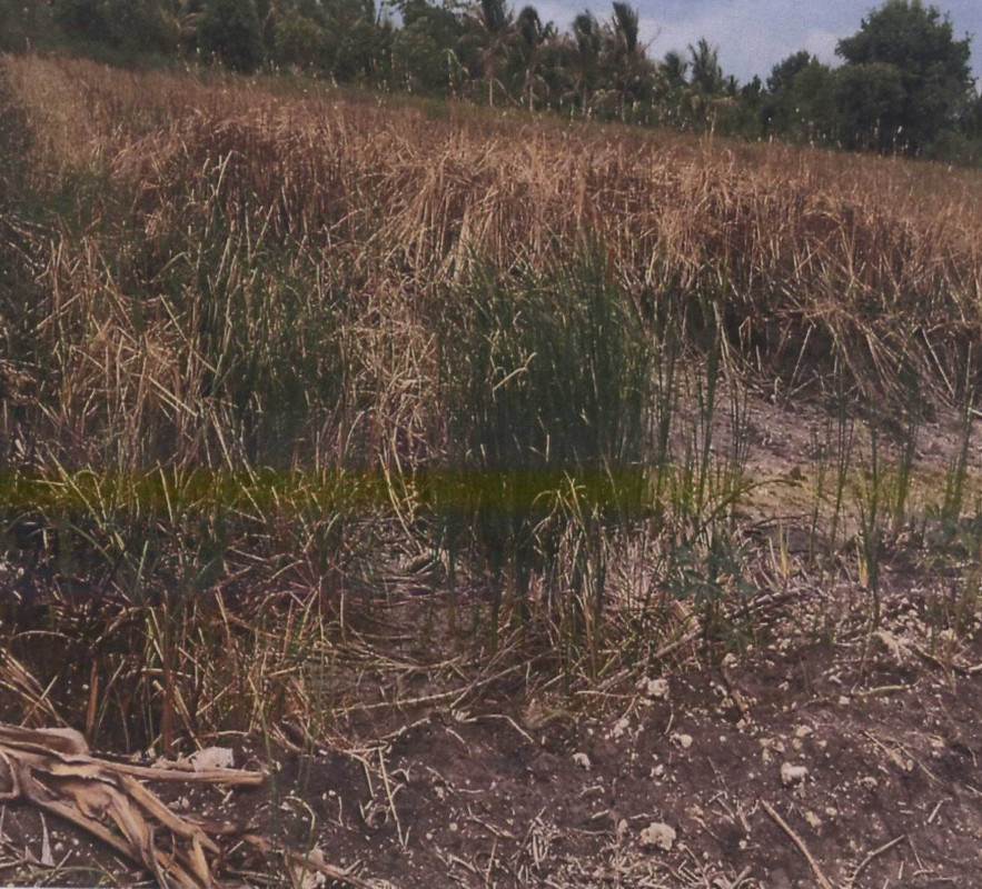 Residential land/lot Nakhon Ratchasima Dan Khun Thot Ban Kao 90600