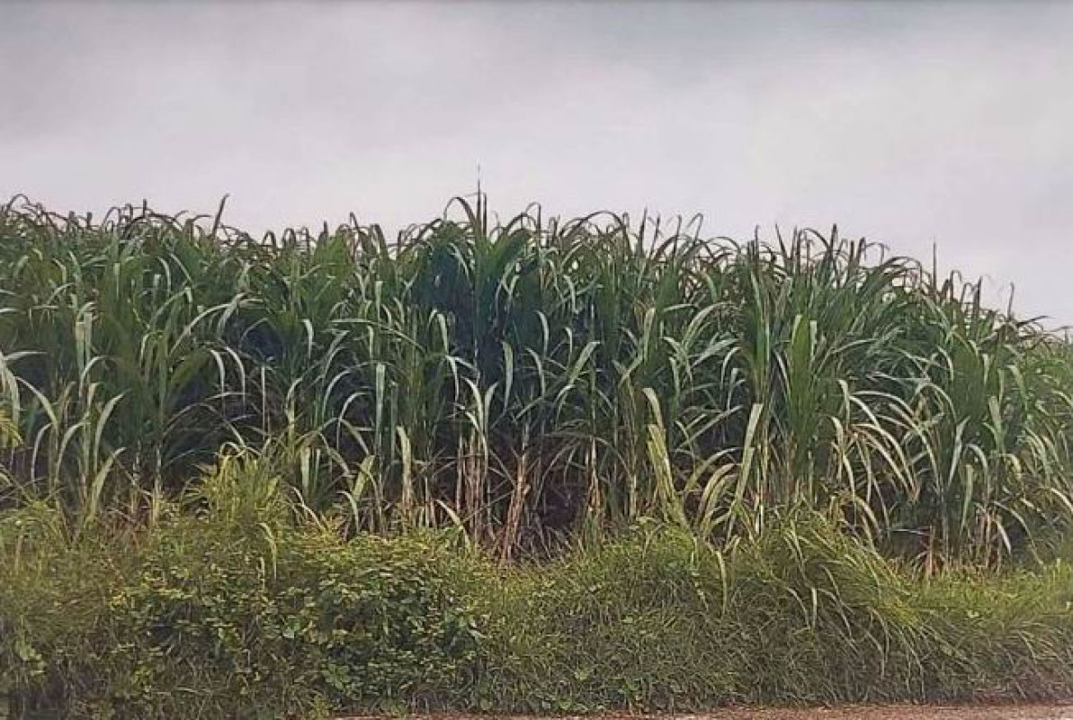 Residential land/lot Khon Kaen Kranuan Nong No 2074500