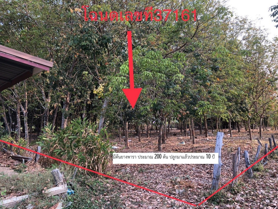 ที่ดินเปล่า สกลนคร พังโคน ม่วงไข่ 182200