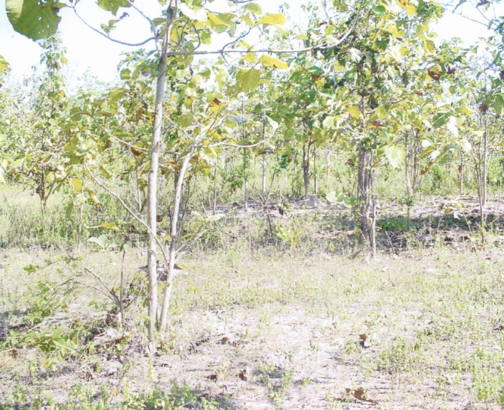 Residential land/lot Lampang Hang Chat Nong Lom 185000