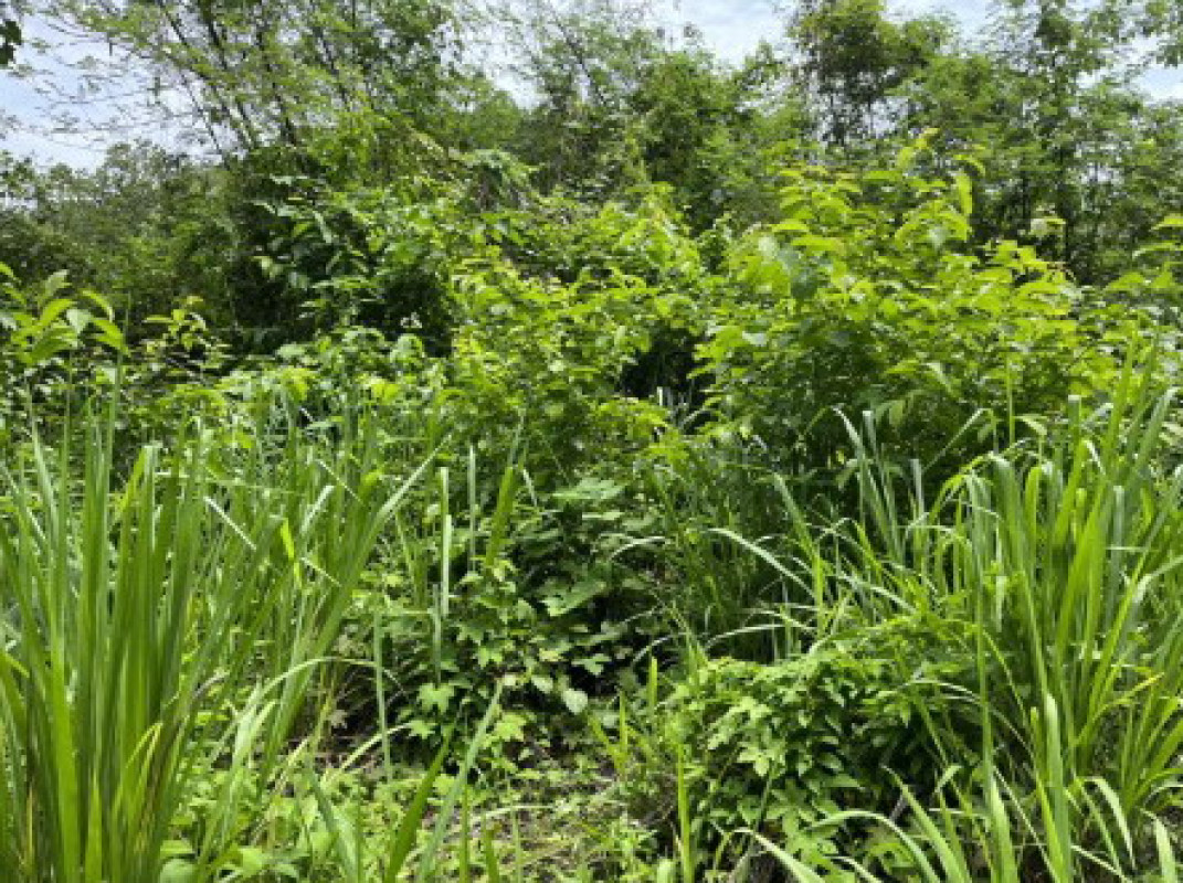 Residential land/lot Mae Hong Son Khun Yuam Khun Yuam 449050