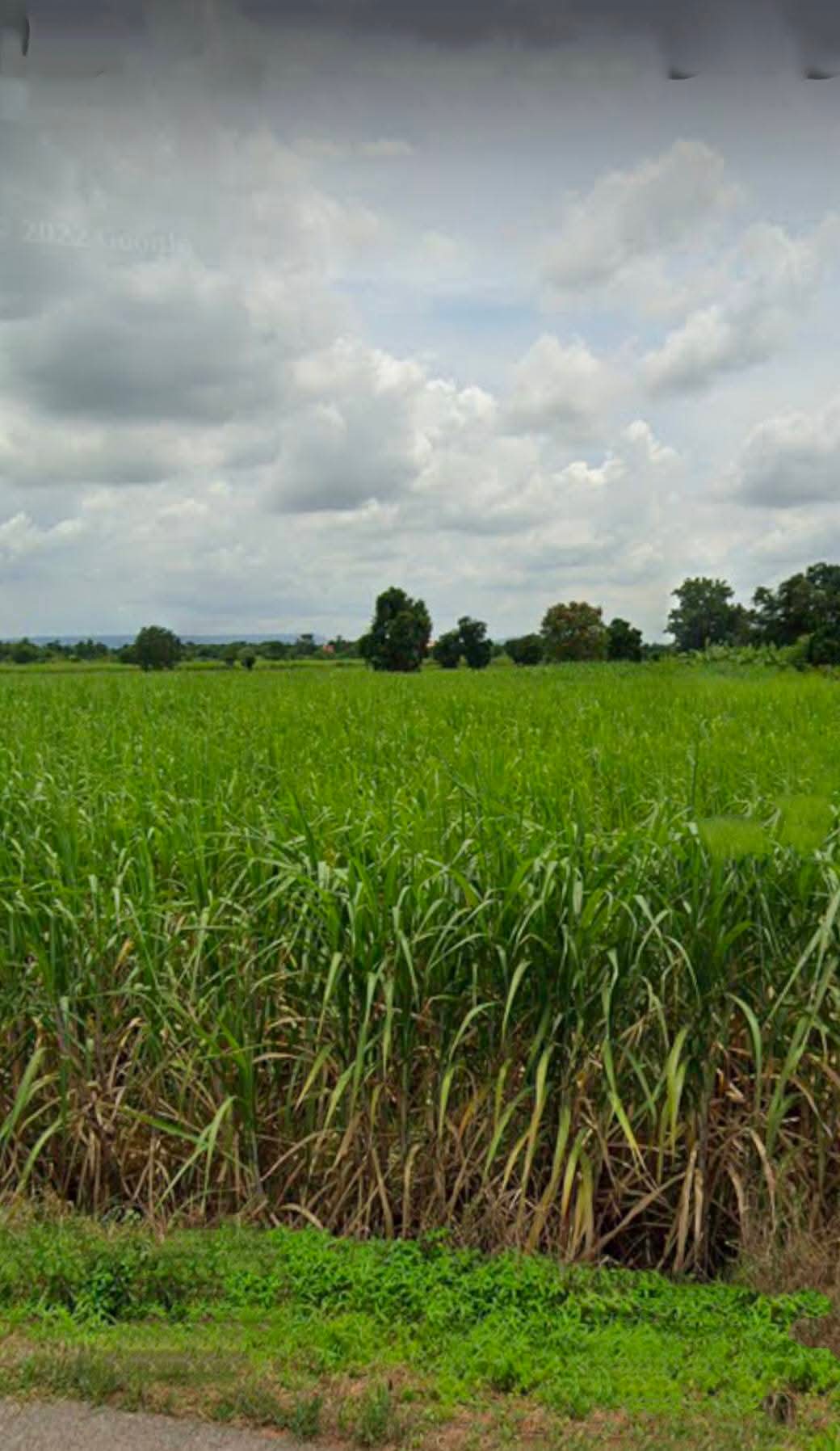 Residential land/lot Nakhon Ratchasima Sikhio Wang Rong Yai 5667000