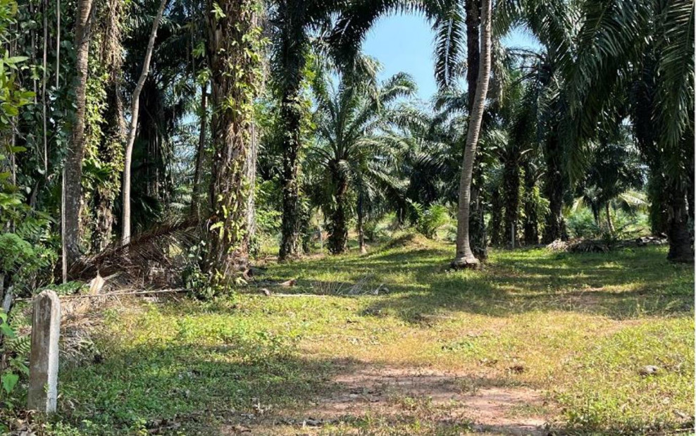 Residential land/lot Chumphon Tha Sae Hong Charoen 1500000