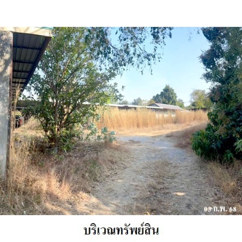 Plant/Storage Kalasin Kuchinarai Sam Kha 8946600