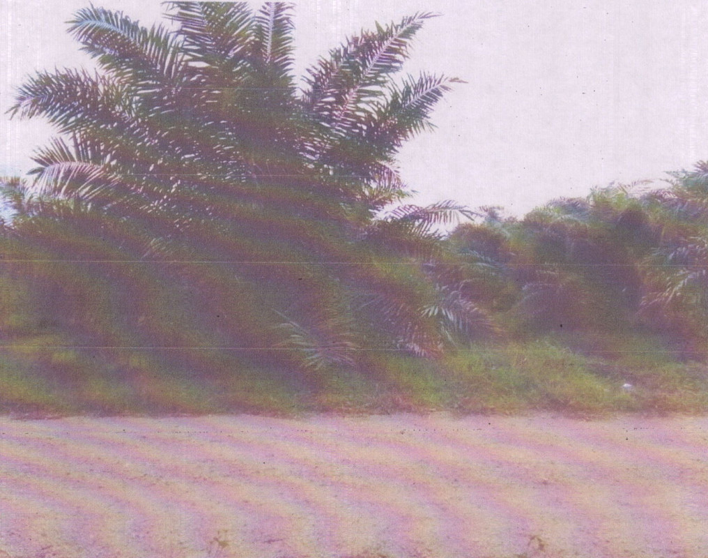 Residential land/lot Songkhla Rattaphum Khu Ha Tai 689590