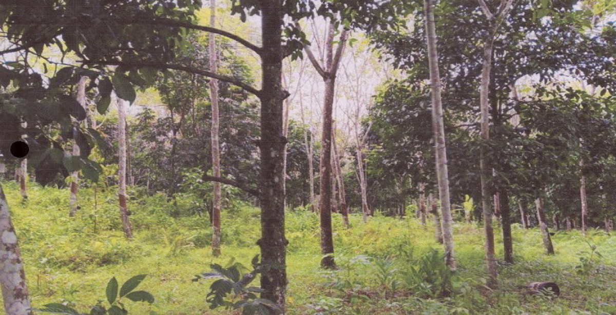 Residential land/lot Songkhla Khlong Hoi Khong Khlong Hoi Khong 454000