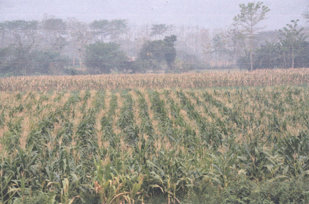 Residential land/lot Phrae Mueang Phrae Thung Kwao 496800