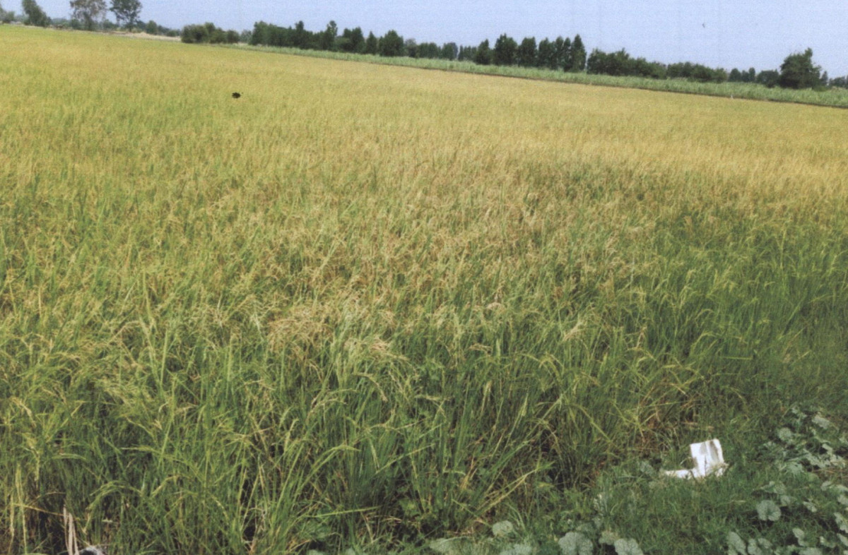Residential land/lot Ang Thong Sawaeng Ha Wang Nam Yen 2511340