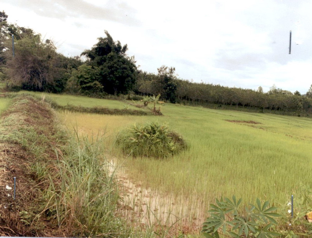 Residential land/lot Kalasin Na Khu Bo Kaeo 60000