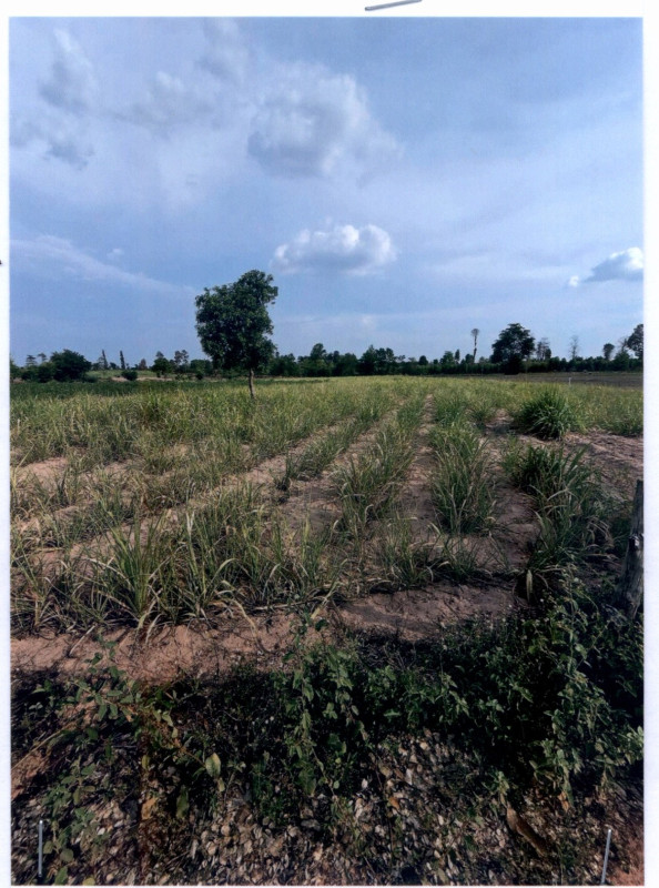 Residential land/lot Khon Kaen Pueai Noi Sa Kaeo 300000