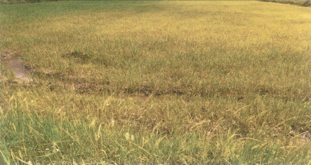 Residential land/lot Kalasin Mueang Kalasin Huai Pho 1062000