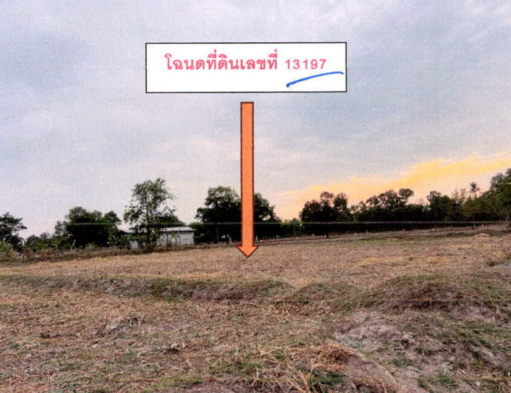 Residential land/lot Si Sa Ket Phayu Non Phek 51480