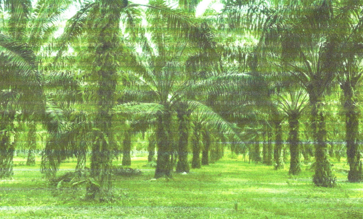 Residential land/lot Surat Thani Tha Chana Prasong 344050
