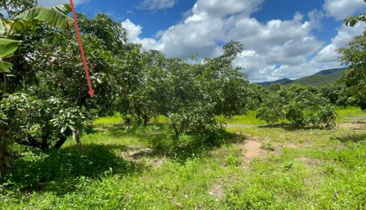 Residential land/lot Lamphun Thung Hua Chang Takhian Pom 433160