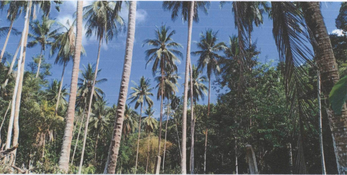 Residential land/lot Surat Thani Ko Samui Maret 1840000