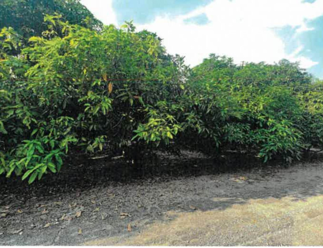 Residential land/lot Lamphun Ban Hong Lao Yao 256860
