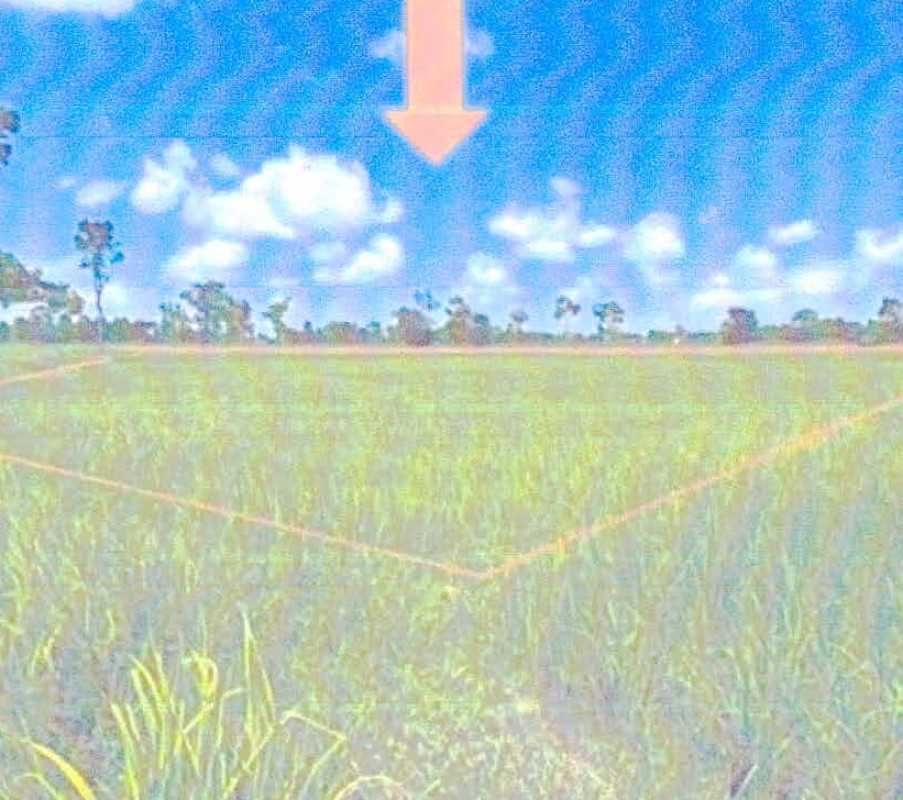 Residential land/lot Si Sa Ket Yang Chum Noi Bueng Bon 107400