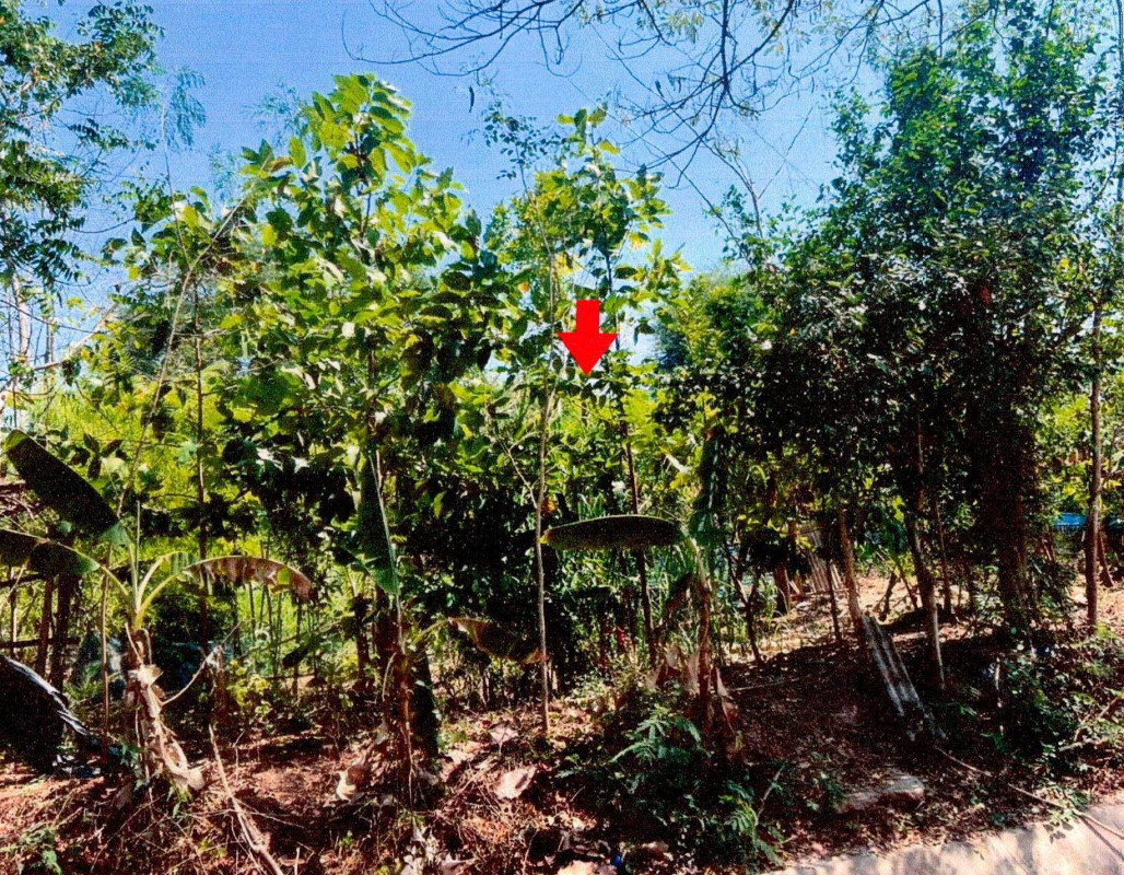 Residential land/lot Nong Khai Phon Phisai Lao Tang Kham 123000