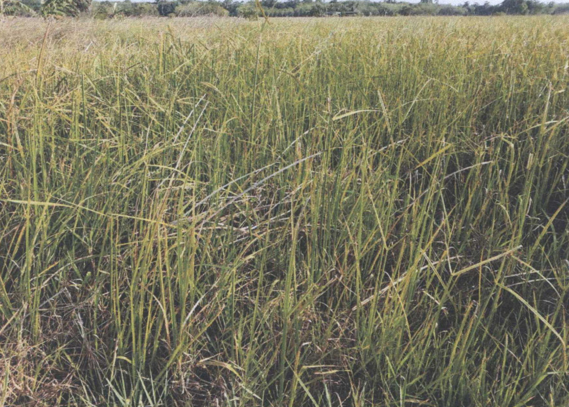 Residential land/lot Pattani Nong Chik Bo Thong 119250