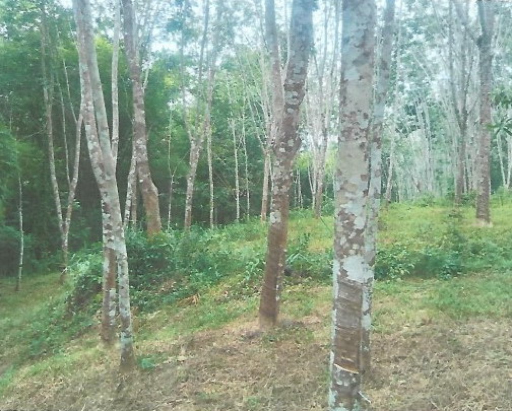 Residential land/lot Songkhla Sadao Samnak Taeo 652800