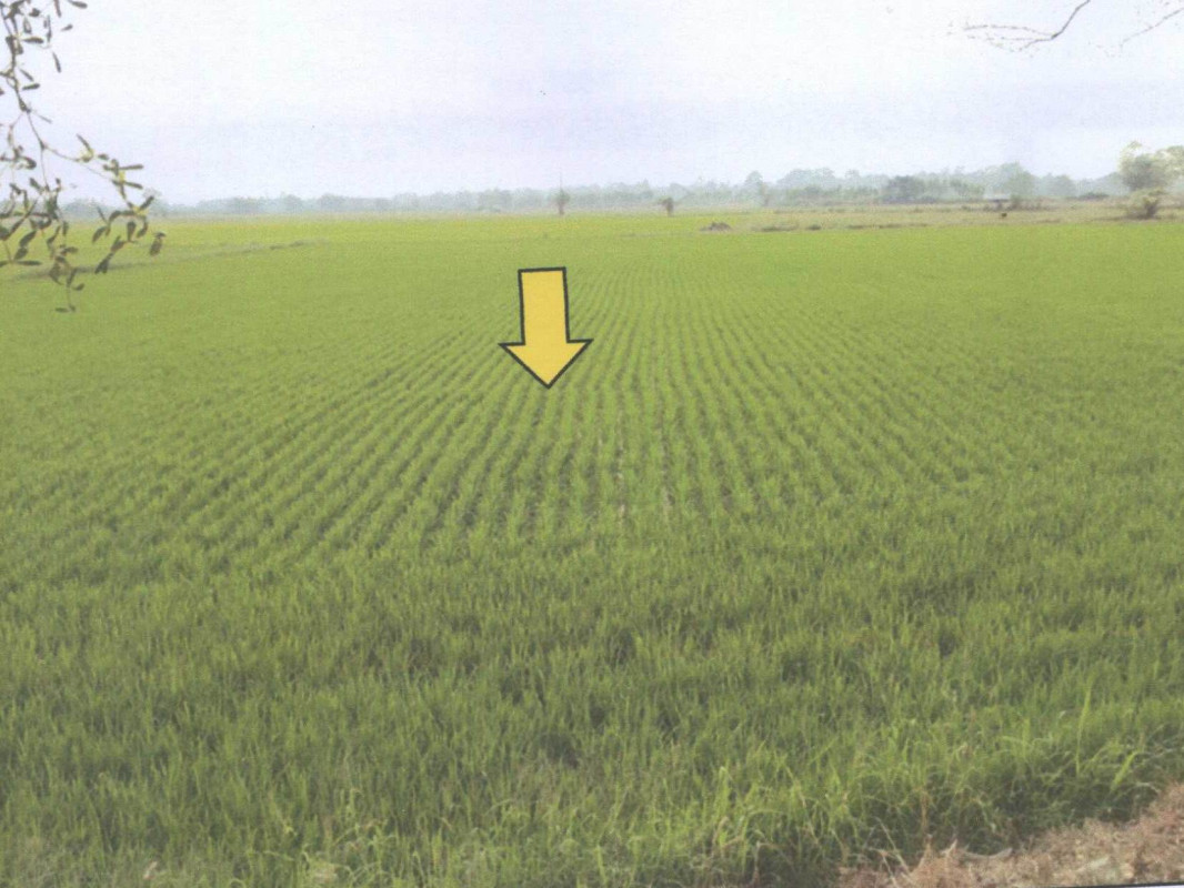 Residential land/lot Nakhon Sawan Phayuha Khiri Khao Kala 377250
