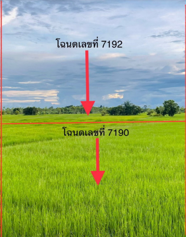 Residential land/lot Ubon Ratchathani Khueang Nai Yang Khi Nok 459819