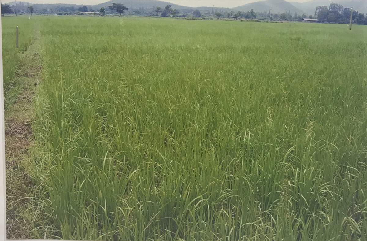 ที่ดินเปล่า ลำพูน เมืองลำพูน ป่าสัก 1445000