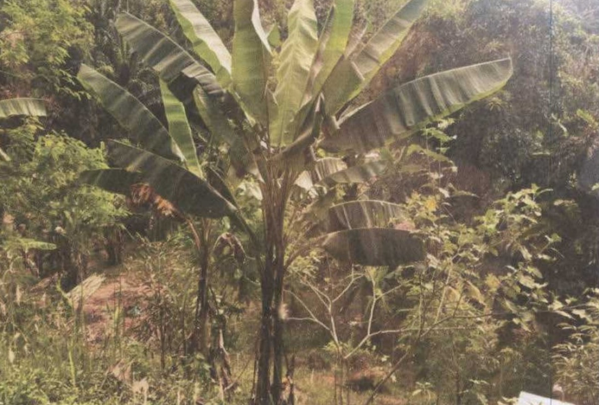 ที่ดินเปล่า พังงา ตะกั่วป่า บางนายสี 452700