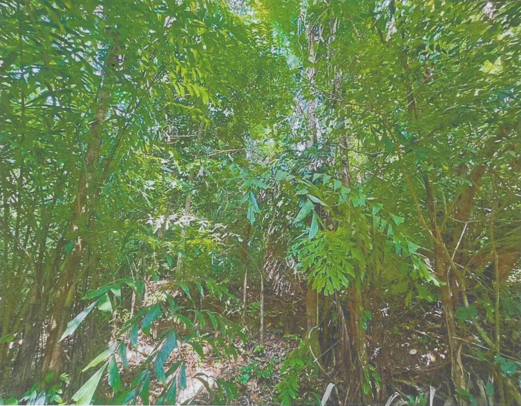 Residential land/lot Surat Thani Ko Samui Ang Thong 1304550
