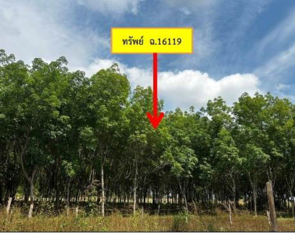 ที่ดินเปล่า กาฬสินธุ์ ห้วยผึ้ง หนองอีบุตร 454680