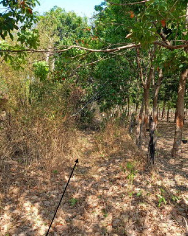 Residential land/lot Kalasin Khao Wong Sa Phang Thong 742500