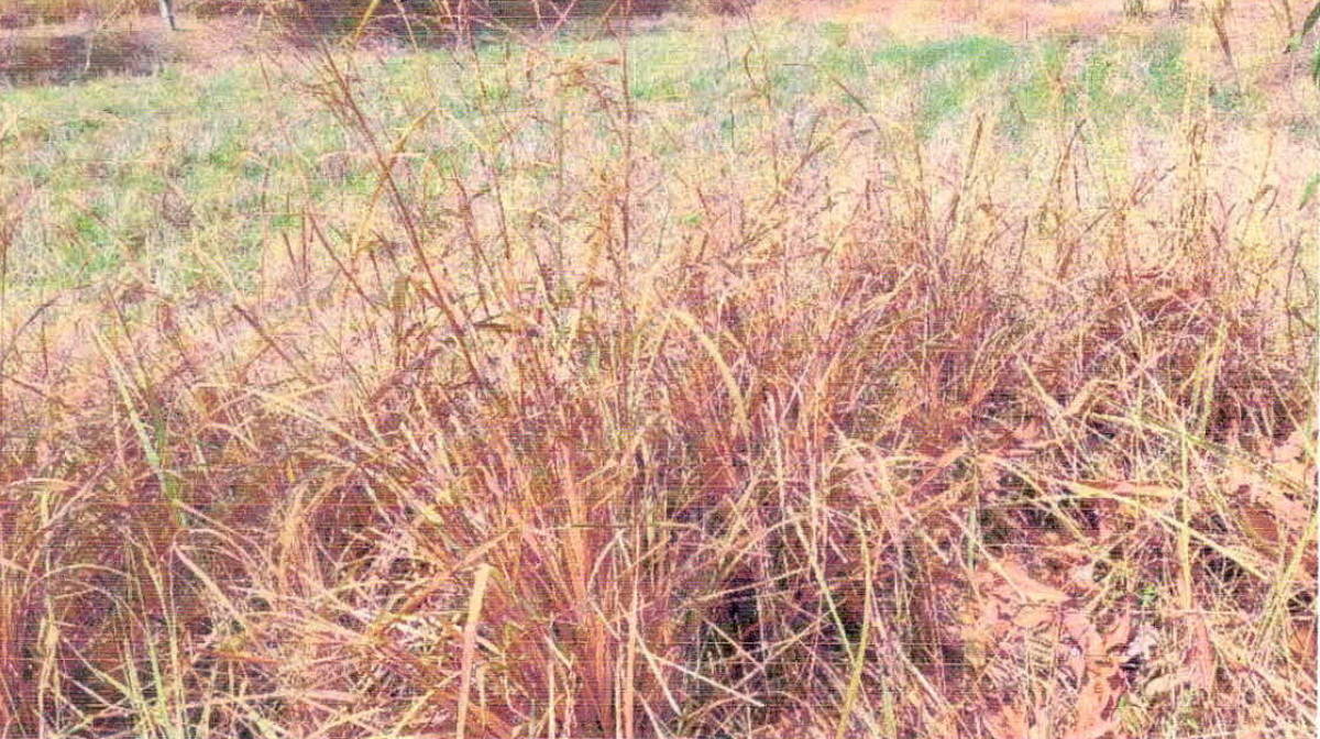 Residential land/lot Chaiyaphum Bamnet Narong Khok Phet Phatthana 145760