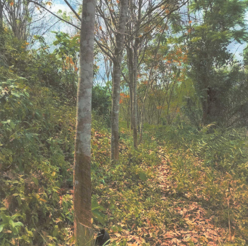 Residential land/lot Nakhon Si Thammarat Na Bon Thung Song 1225950