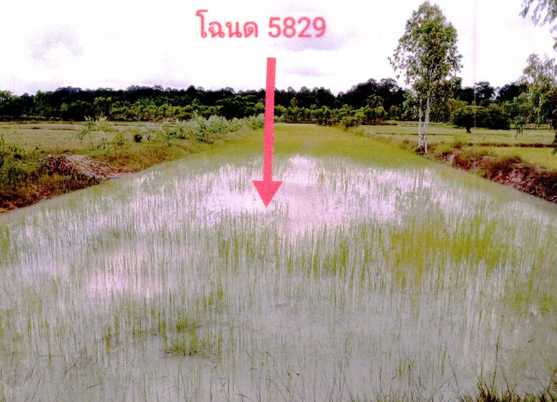 ที่ดินเปล่า ศรีสะเกษ กันทรารมย์ หนองบัว 108264