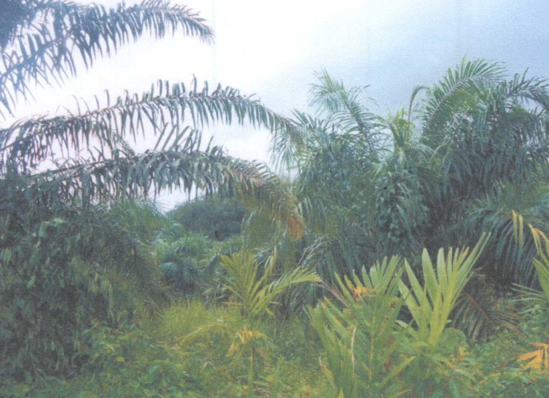 Residential land/lot Ranong La-un La-Un Tai 182250