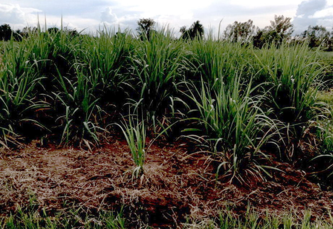 Residential land/lot Kalasin Huai Mek Huai Mek 240000