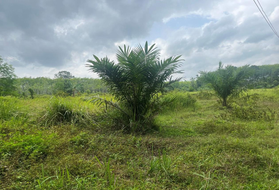 Residential land/lot Trang Huai Yot Khao Kop 1950000