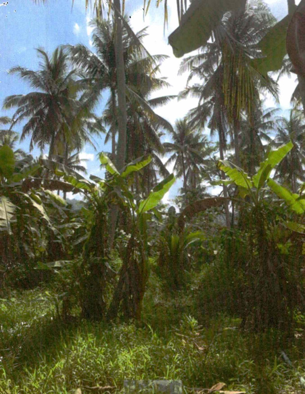 Residential land/lot Surat Thani Mueang Surat Thani Makham Tia 500000