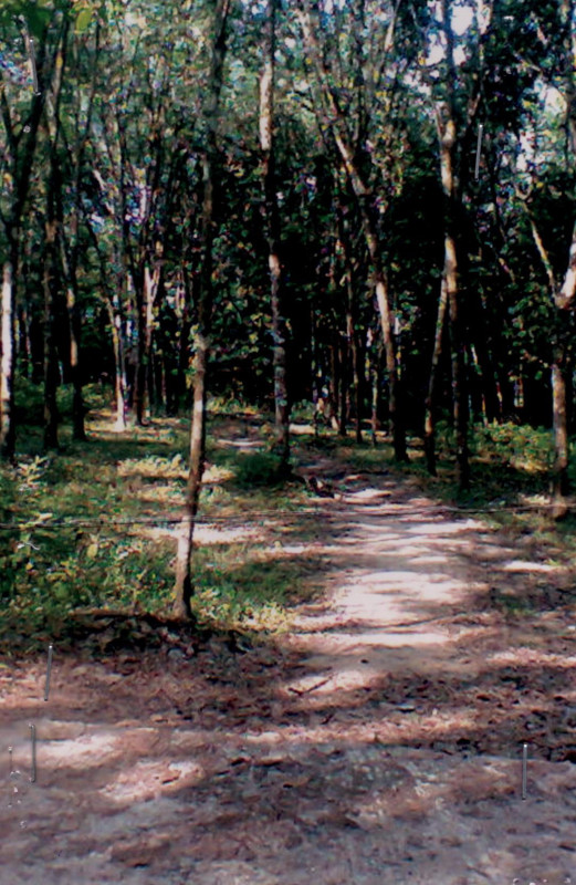 Residential land/lot Narathiwat Ra-ngae Ba-Ngo Sato 1035000