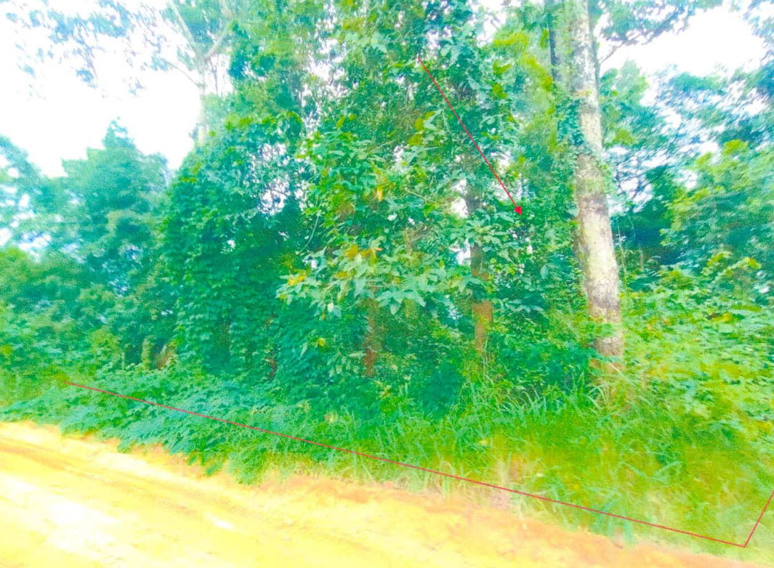 Residential land/lot Si Sa Ket Rasi Salai Nong Khae 61400