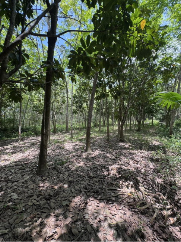 Residential land/lot Nakhon Si Thammarat Phrom Khiri Phrom Lok 159210