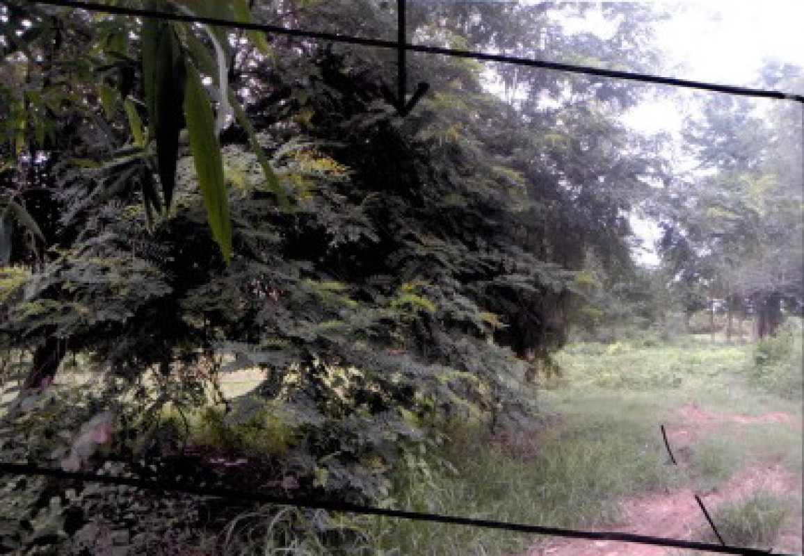 Residential land/lot Kalasin Kamalasai Phon Ngam 65000