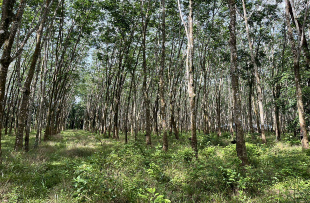 Residential land/lot Krabi Ko Lanta Ko Lanta Noi 79968000