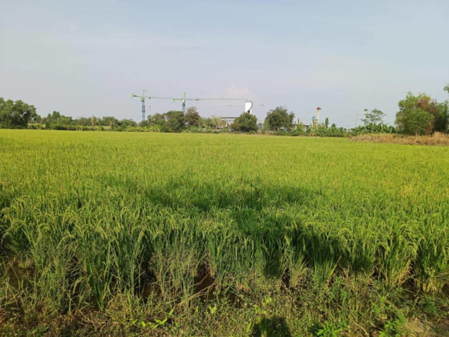 ที่ดินเปล่า พระนครศรีอยุธยา บางไทร เชียงรากน้อย 20000000