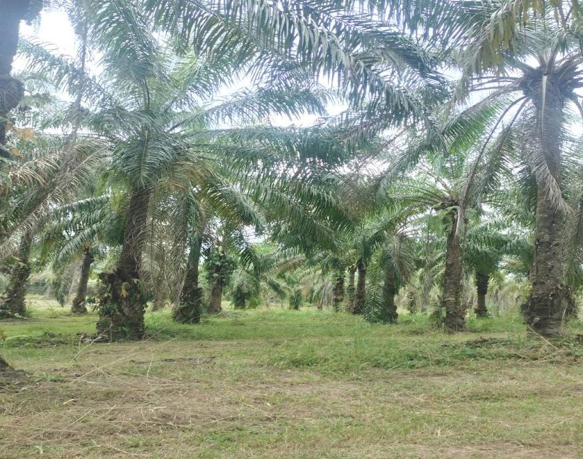 Residential land/lot Surat Thani Phrasaeng I Pan 9210000