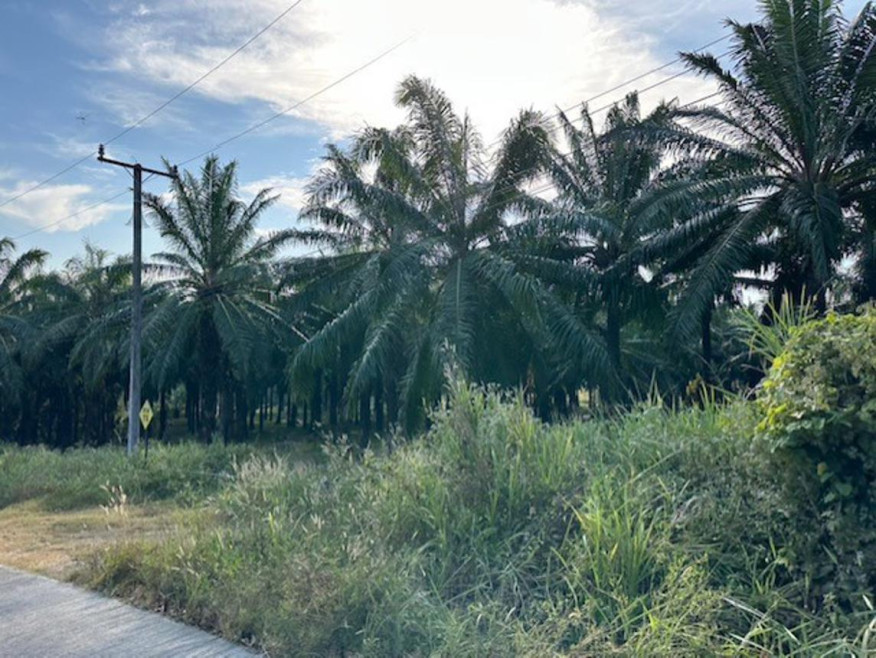 ที่ดินเปล่า ชุมพร ท่าแซะ คุริง 32000000
