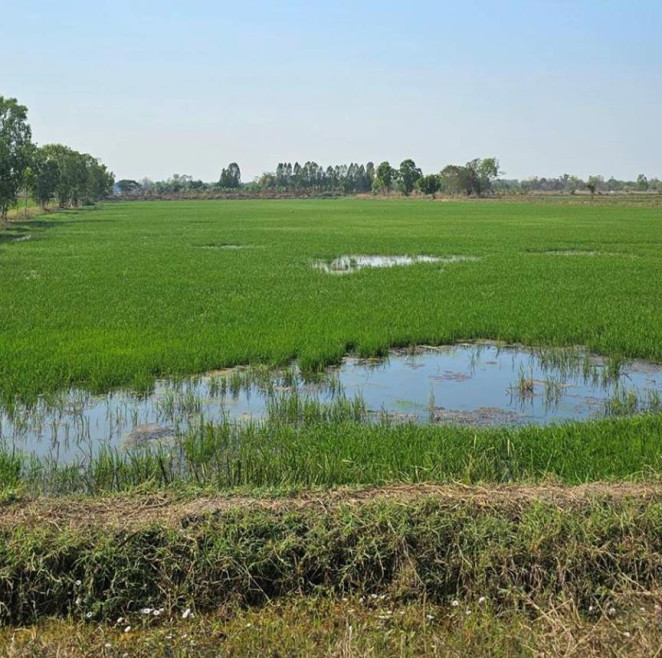Residential land/lot Maha Sarakham Kosum Phisai Yang Tha Chaeng 3750000