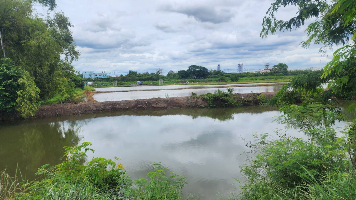 ที่ดินเปล่า ปทุมธานี เมืองปทุมธานี บางพูด 261450000