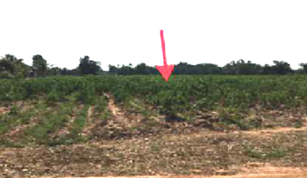 Residential land/lot Chaiyaphum Bamnet Narong Ban Tan 4871625